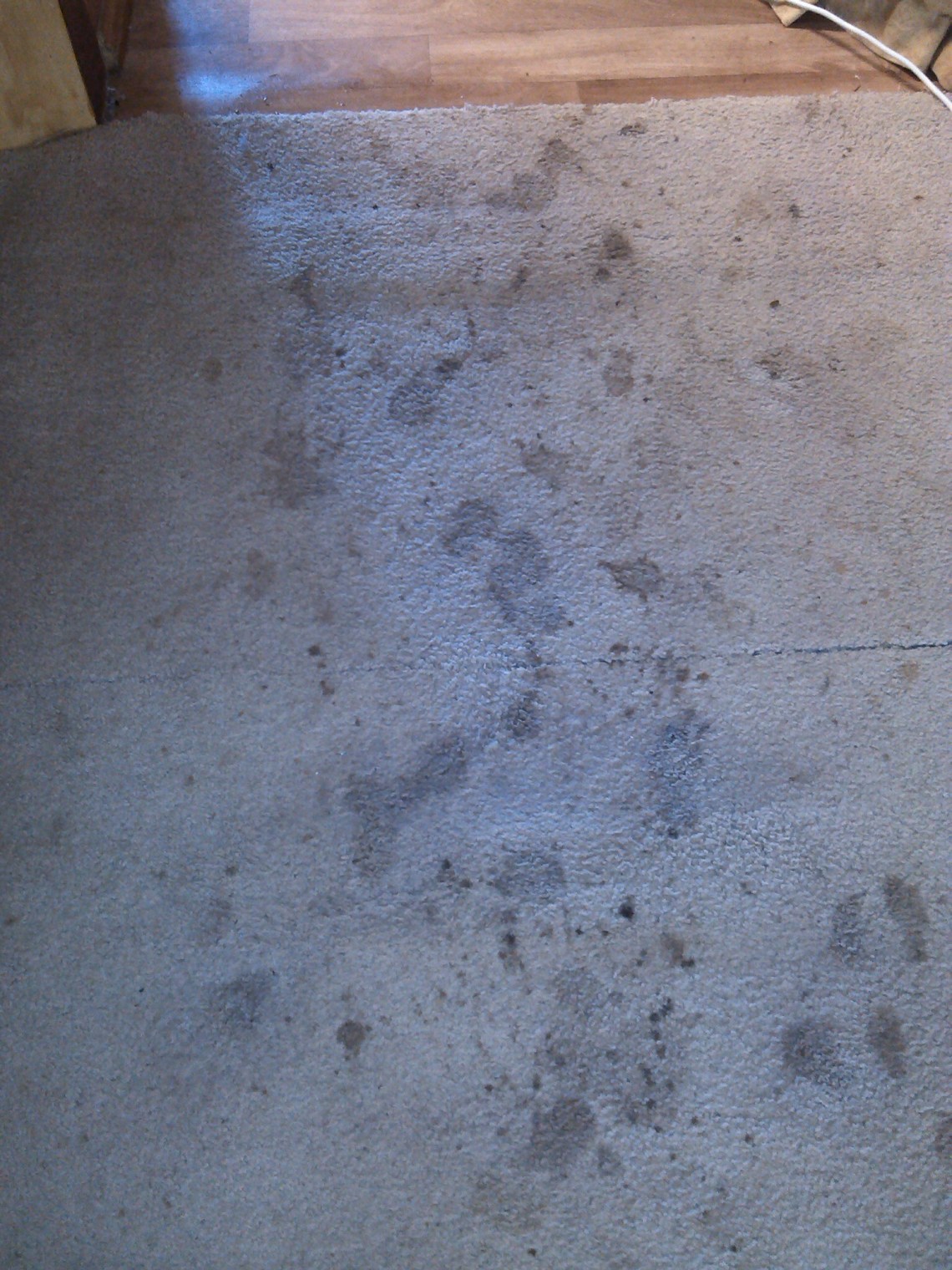 Carpet Cleaning Loxton