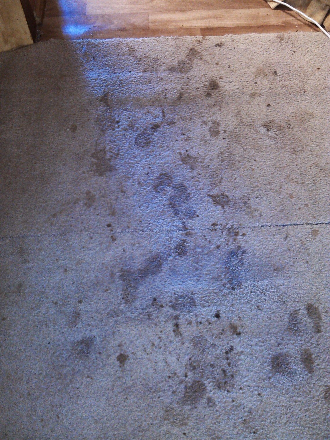 Carpet Cleaning Loxton