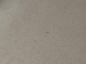 IMG_Carpet Cleaning Riverland 